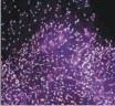 International pyrotechnic festival in Cannes