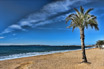 Palm Sur La Côte D'Azur Riviera Française