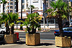 Palmiers Sur La Promenade De La Croisette Cannes